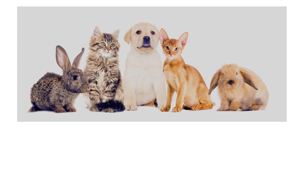 Take Care of ur Pet's